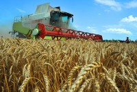 Аграрии района приступили к жатве