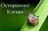 Осторожно – клещи! 
