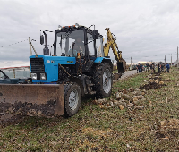 380 краснолистных тополей высадили в Новоджерелиевской и Бейсугском