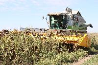 В Брюховецком районе приступили к уборке подсолнечника