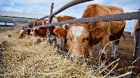 Личные подсобные хозяйства смогут получить льготные краткосрочные кредиты