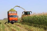 Заготовка силоса идет полным ходом