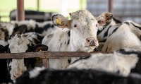 Купаж вкуса и пользы: как аграрии Брюховецкого района пополняют продуктовую корзину россиян 