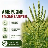 Внимание! Амброзия!
